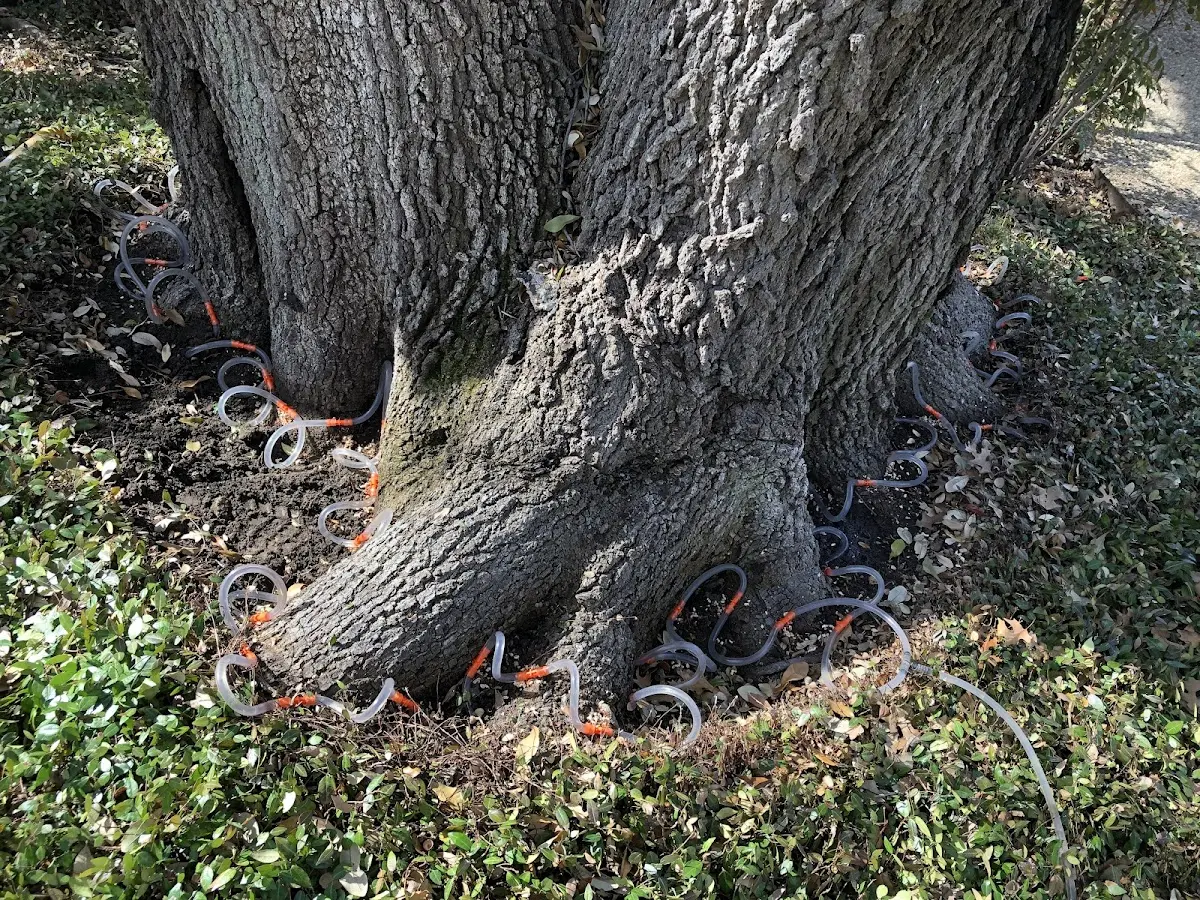 Detailed Tree Cabling and Bracing job site in Lando