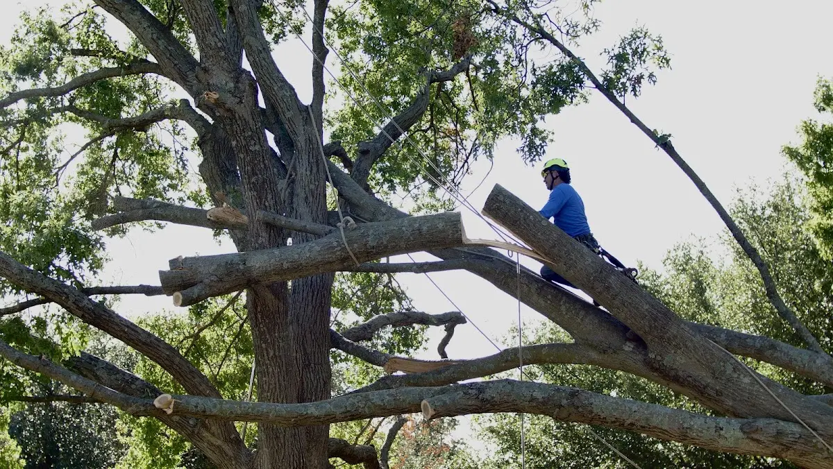 Professional Hazardous Tree Removal performed by certified arborists in Lando