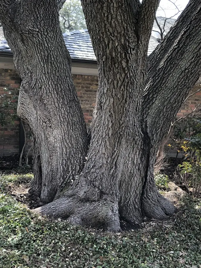 Mature heritage tree close to a Lando property cared for by certified arborists